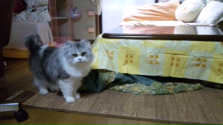 こたつでたぁ～