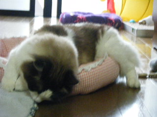 大ハッスルるーるー