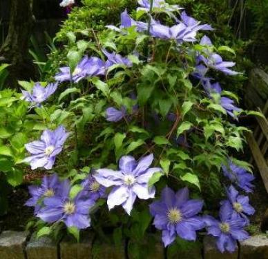 クレマチス　１