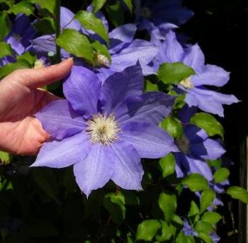 クレマチス　２