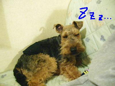 ＺＺＺ．．．