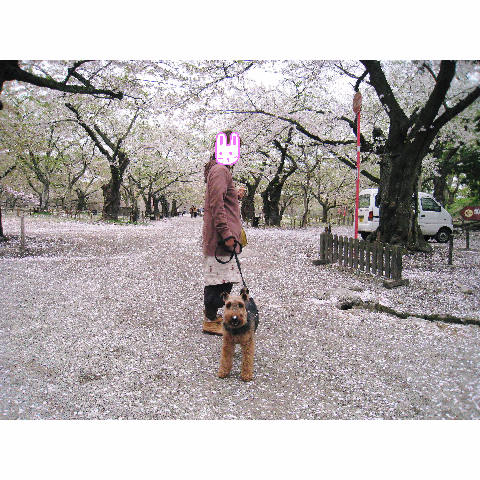 お花見