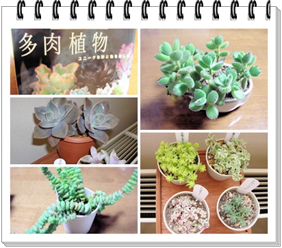 多肉植物ブログ用.jpg