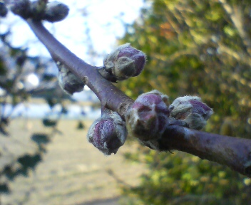 20100221080056.jpg