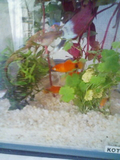 尾っぽの模様が・・・