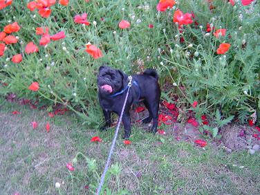 お花.jpg