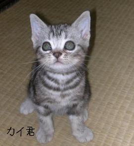 アメリカンSH　カイくん