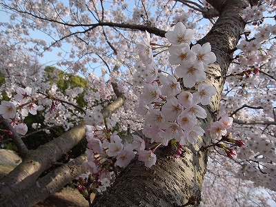 桜3