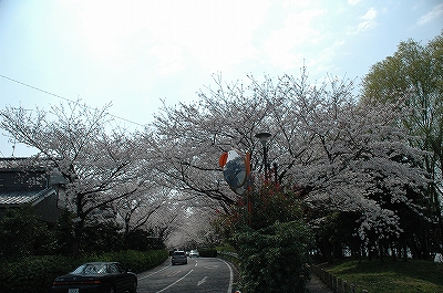 桜のトンネル2