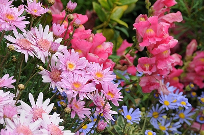 鉢植えの花