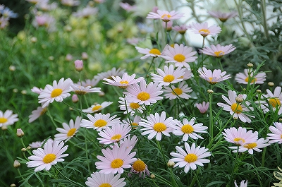 温室の中の花