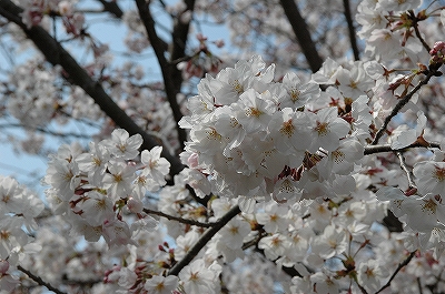 桜1