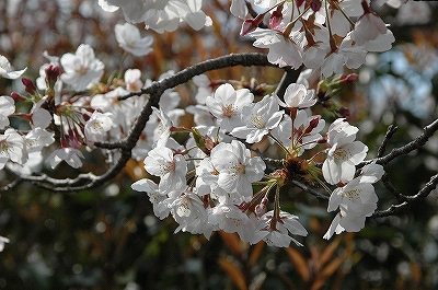 桜2