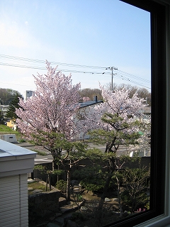 桜3.jpg