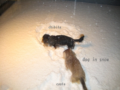 雪と犬.jpg