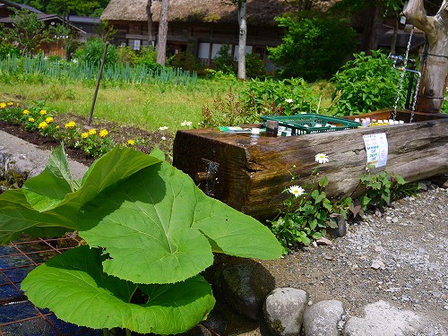 P1060216.jpg