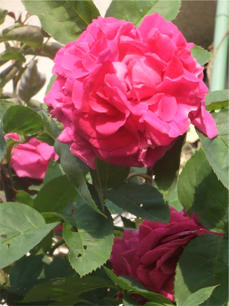2011_0525_065152-DSCF6215のコピー.jpg