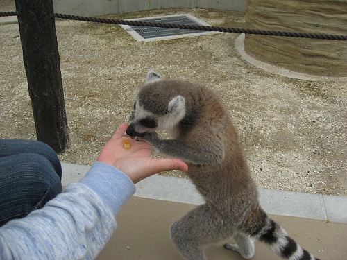 6/1　東武動物公園　ワオキツネザル