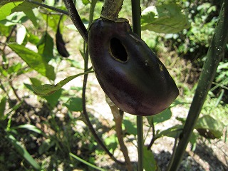 nasu