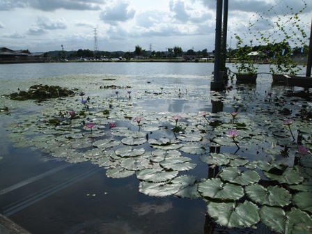 水遊園8