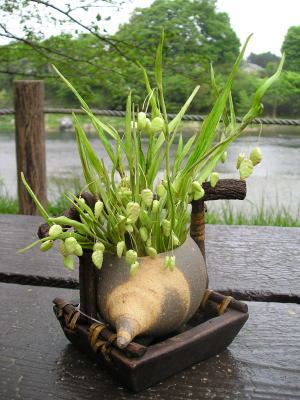 姫小判草