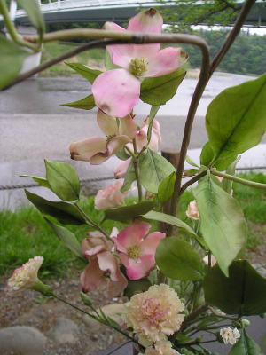 花水木