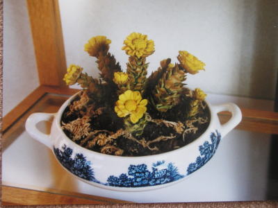 福寿草