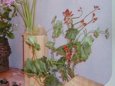 野茨の実