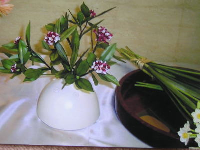 沈丁花