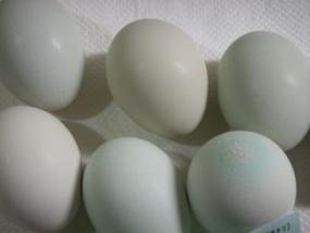 アロカーナ卵 005　色がよくわかる.jpg