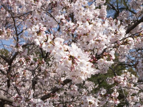 本社桜