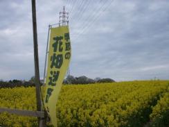 愛知牧場 009　菜の花迷路２.jpg