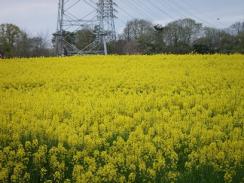 愛知牧場 011　きいろいじゅうたん.jpg