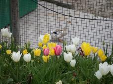 愛知牧場 016　カメラ目線のがーが.jpg