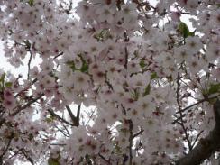 愛知牧場 014　満開ＵＰ.jpg