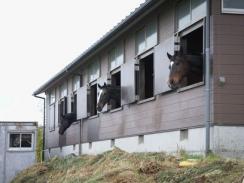 愛知牧場 004　馬３頭.jpg