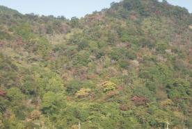 岩国　こんぴら 046.JPG