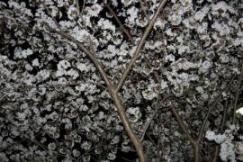 sakura 近所 033　夜桜.jpg