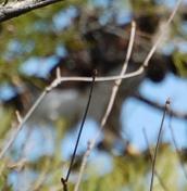 鷹？　猛禽類 013 ぼけぎみ　.jpg