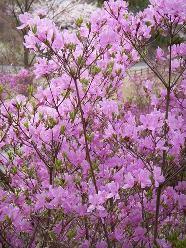 みつばつつじ２