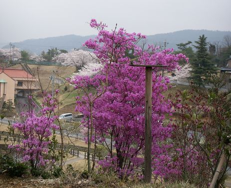 つつじとさくら