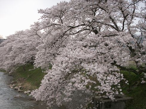 土岐川さくら
