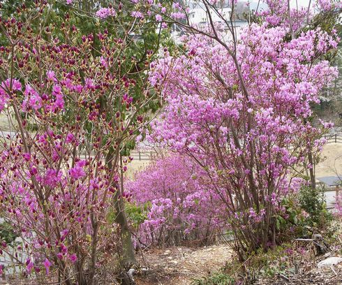 みつばつつじ３
