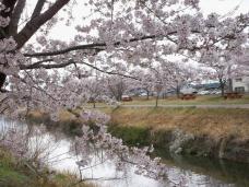 蘭　モーニング 022　桜道.jpg