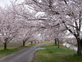 蘭　モーニング 018 桜の道　ニッシー　咲くらロード.jpg