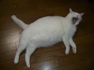 ふぁーあ！あくびにゃー