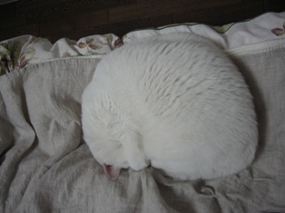 まるもち