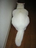 膨らんだしっぽ！