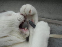 にゃー