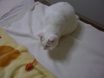 nyan